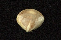 藏品(普通文蛤)的圖片